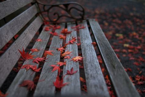 Red leaf flowers on brown wooden bench\ HD wallpaper | Wallpaper Flare