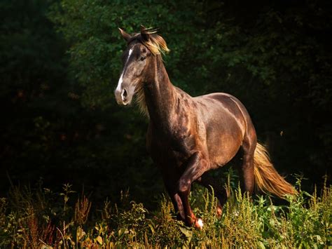 Kentucky Mountain Saddle Horse: Discover The Majestic Breed