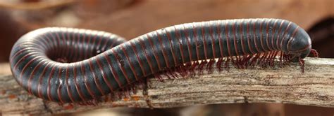 Millipede Identification In Jacksonville, FL | Lindsey Pest Services