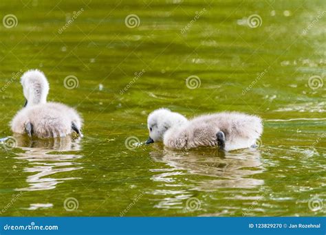 Beautiful Young Baby Swan is Swimming on a Water. Stock Photo - Image of white, feather: 123829270