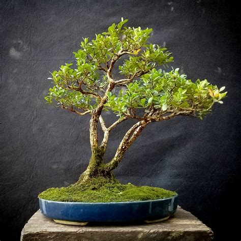 Foto Bonsai Buxus Microphylla