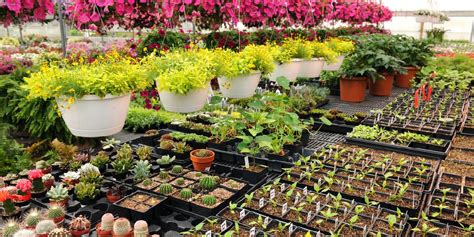 How To Start A Plant Nursery Business - Traffic Tail Technologies Pvt. Ltd.