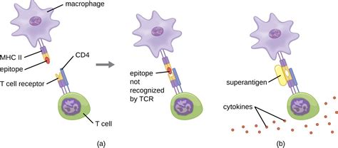 T Lymphocytes and Cellular Immunity | Microbiology