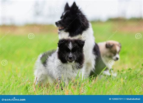 Mother Elo Dog with Her Puppies Outdoor Stock Image - Image of sitting, siblings: 120037211