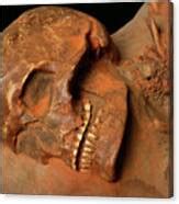 Cro-magnon Skull Photograph by Pascal Goetgheluck/science Photo Library ...