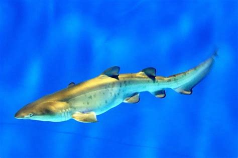 In 1st for Japan, sand tiger shark born at Ibaraki aquarium | The Asahi Shimbun: Breaking News ...