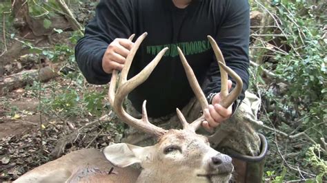 Rattling Antlers - Tall 8pt Buck - YouTube