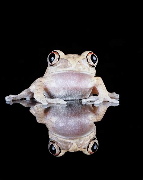 West African Big Eyed Forest Tree Frog | My, what big eyes y… | Flickr