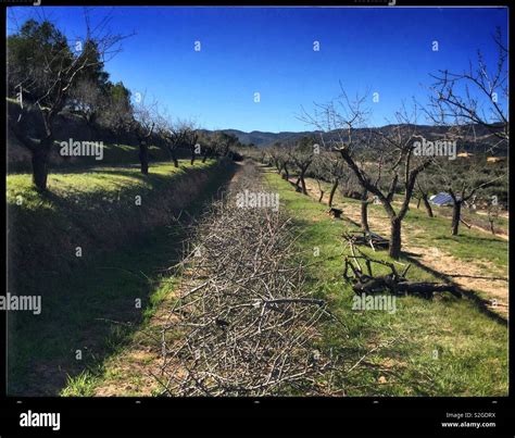 Pruning of an almond tree hi-res stock photography and images - Alamy