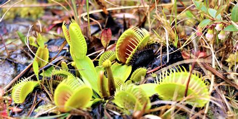 Carnivorous Plants Garden