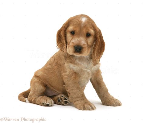 Dog: Golden Cocker Spaniel pup photo WP10149