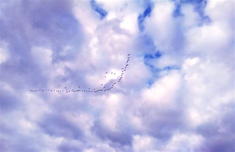 Free Images : nature, bird, wing, cloud, sky, sunlight, wind, flock, flying, fly, formation ...