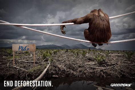 Greenpeace campaign | Deforestation, Orangutan, Rainforest destruction