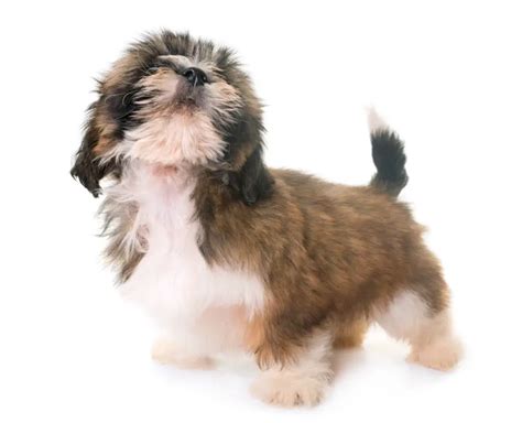 Shih Tzu Behavior Problems – Top 10 – Shih Tzu Island