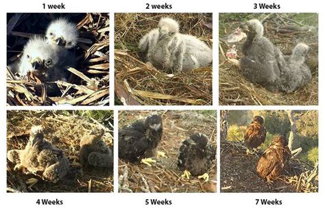 Update on Eaglets in AEF-sponsored NE Florida Nest | American Eagle Foundation