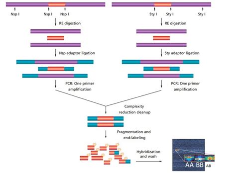 Affymetrix Genome-Wide Human SNP Array 6.0