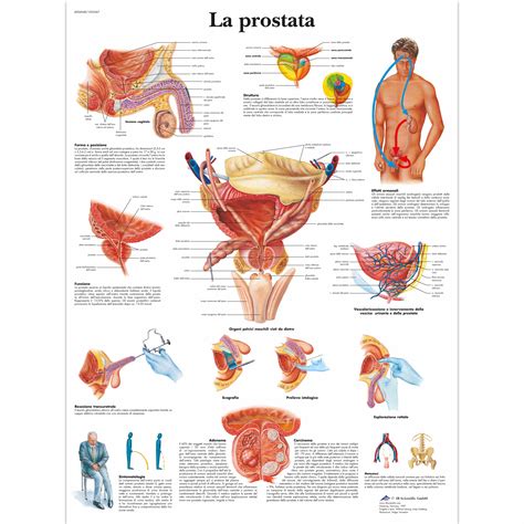 La prostata - 4006948 - VR4528UU - Sistema urinario - 3B Scientific