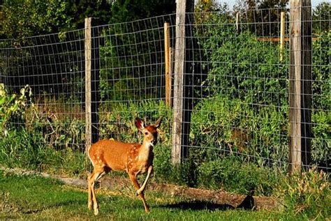 Fencing to Deter Deer from Straying into Your Backyard