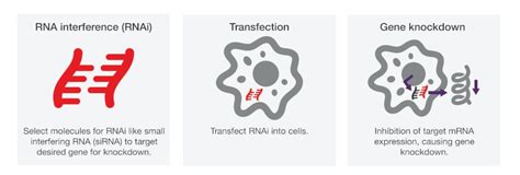 Transfection Applications | Thermo Fisher Scientific - US