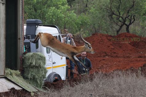 Game Translocation to Angola 🇳🇦 🦌... - Wildlife Vets Namibia | Facebook