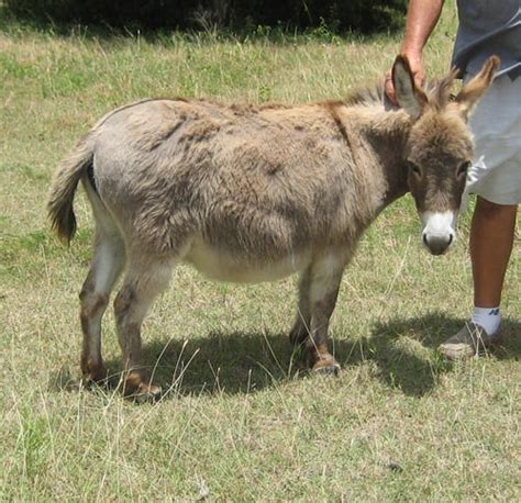 Donkeys breeds - Miniature Donkey