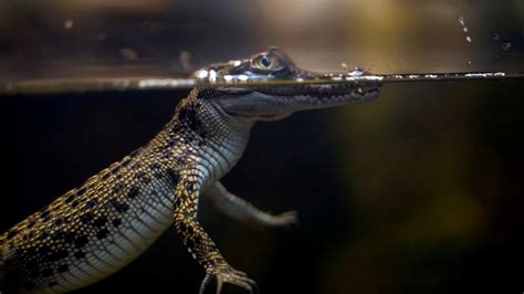 Yes! Crocodiles can be cute 🐊 - Australian Geographic