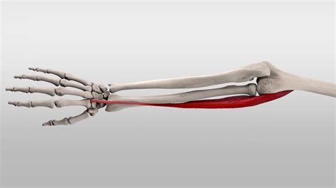 Musculus extensor carpi radialis longus - DocCheck