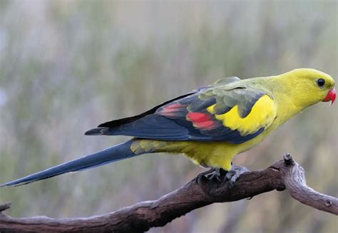 Regent Parrot - Habitat Subspecies Diet Behavior and Breeding