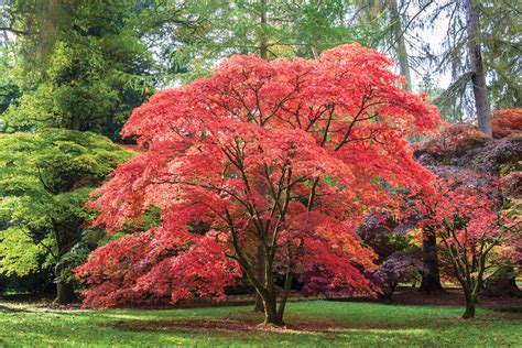 In the Garden: Japanese Maples | Crozet Gazette