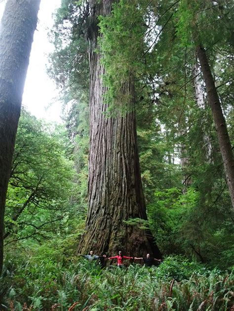 The World's Tallest Tree Is Hiding Somewhere In California | WBUR News