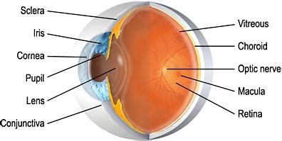 Anatomie Oog