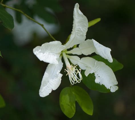 FOTOGRAFIAS DE LA FLORA AUTOCTONA DEL URUGUAY: PATA DE VACA