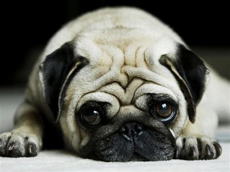 Pug Dog Characteristics - Dog Breeders Guide