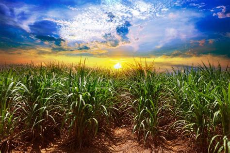 Sugarcane Field in Sunset Sky and White Cloud Stock Photo - Image of ...