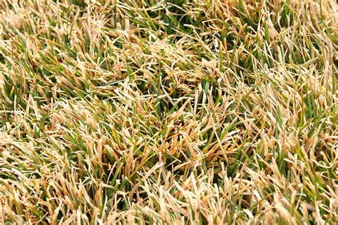 What Is the Best Warm-Season Grass for Your Lawn