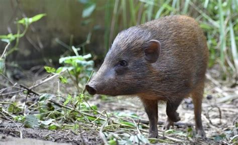 African Swine Fever threatens India’s Pygmy Hog, other Asian wild pig ...