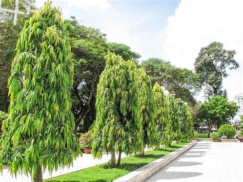 Pohon Glodokan Tiang Pohon Dengan Sebutan Evergreen - TAMANTROPIS