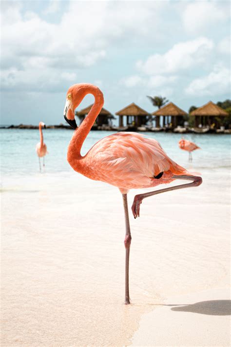 Pink Flamingo On The Beach, Aruba | Tropical Travel Photography by Henrike Schenk on Artfully ...