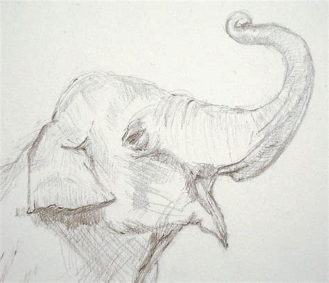 An Elephant a Day: Elephant No. 317: Pencil Drawing