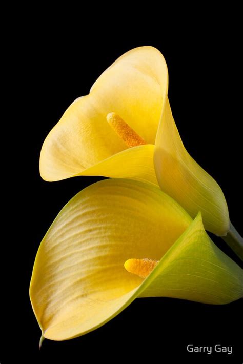 "Pair of Yellow Calla Lilies " by Garry Gay | Redbubble