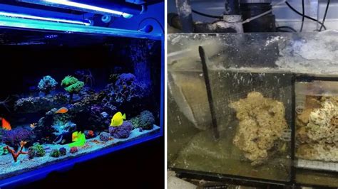 Saltwater Aquarium Filter Setup - Our Aquariums