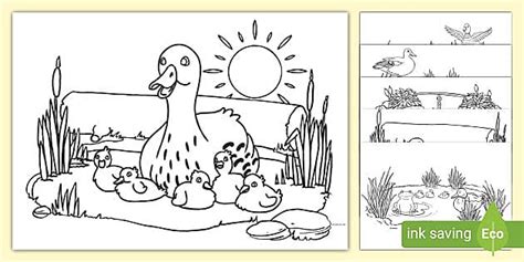 5 Little Ducks Colouring Pages - Printable Pack - Twinkl