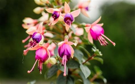 Care Guide: How to care for a Fuchsia Shrub