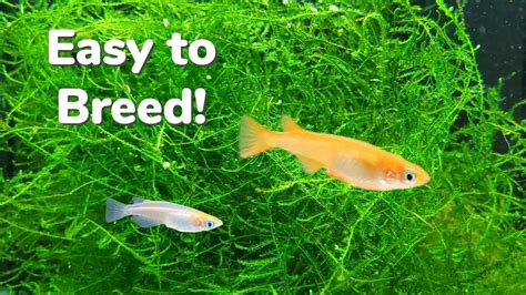 How to Breed Medaka Rice Fish Indoors: Getting the Most Fry! - YouTube