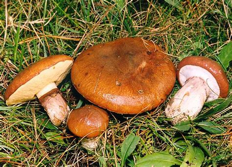 Suillus luteus - Alchetron, The Free Social Encyclopedia