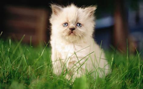 Cute Persian Kitten HD desktop wallpaper : Widescreen : High Definition ...