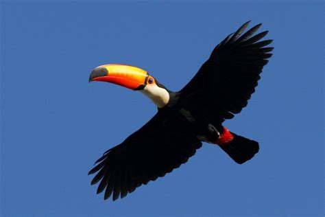 Rockjumper Birding Tours | Worldwide Birding Adventures | Toco toucan, Rainforest animals, Toucans