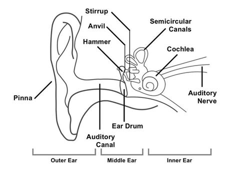 1: Diagram showing the structure of the human ear, detailing the parts ...