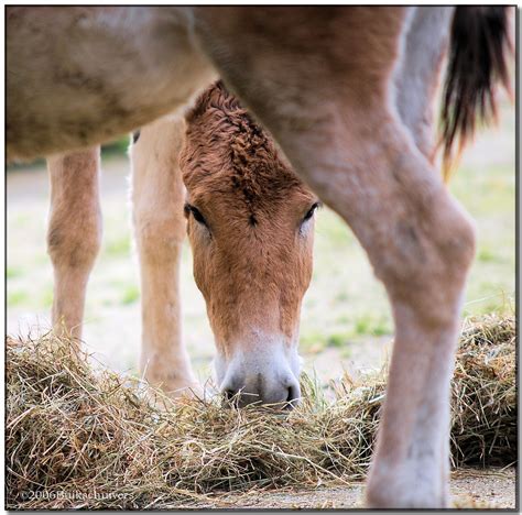 Onager... | On Black The Onager (Equus hemionus) is a large … | Flickr