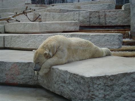 Free Images : animal, zoo, relax, fauna, nap, lazy, art, sleep, relaxation, furry, seals ...